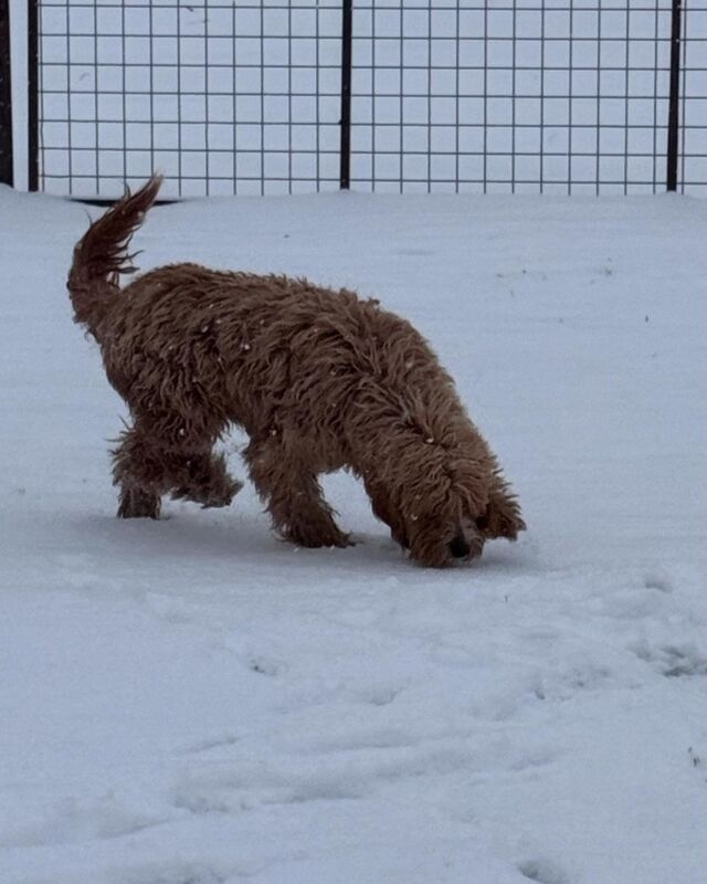 Sweet (and big!) Tammy! She loooves the snow. She’s still in her winter coat and will get the spring shave in a few weeks! Wait until you see her little ones! Sooooo cute 🥰. #lostcreektammy #goldendoodleinthesnow #snowdog #goldendoodle #lostcreekgoldendoodles #dogslovesnow