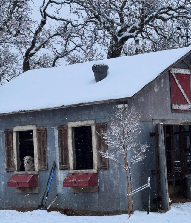 Duke loves the cold weather, but evidently he slept in the chicken coop last night. 🤣 Love that boy. #livestockguardiandog #pyr #greatpyrenees #protector #guardiandog #chickencoop #livestockguardiandogs #selflessdog #farmprotector #freerangechickens #chickencoopsofinstagram