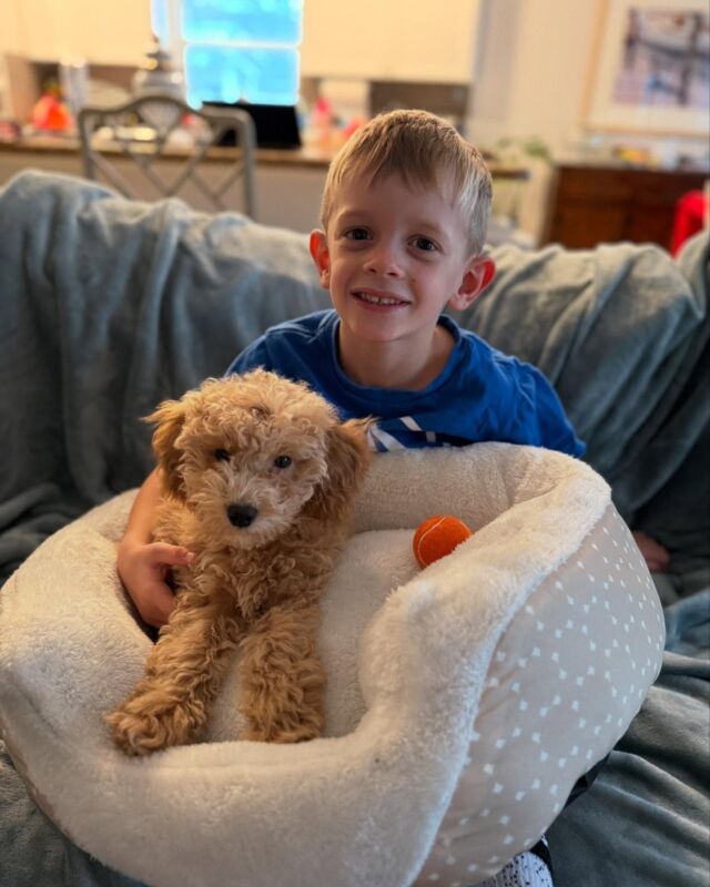 This is Rosie! Living down on the Texas Gulf Coast with her family! Sweet puppy lucked out with this family! #lostcreekfay #minigoldendoodle #minigoldendoodlesofinstagram #lostcreekgoldendoodles #littledoode #minidoodle #gulfcoast