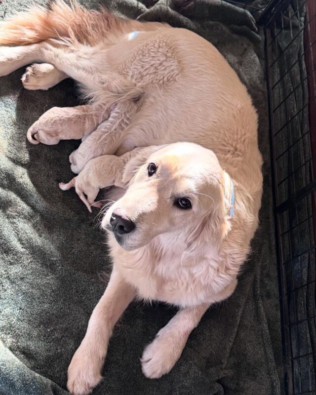 #lostcreekdorothy #englishcream #englishcreamgoldendoodle #englishcreamgoldenretriever