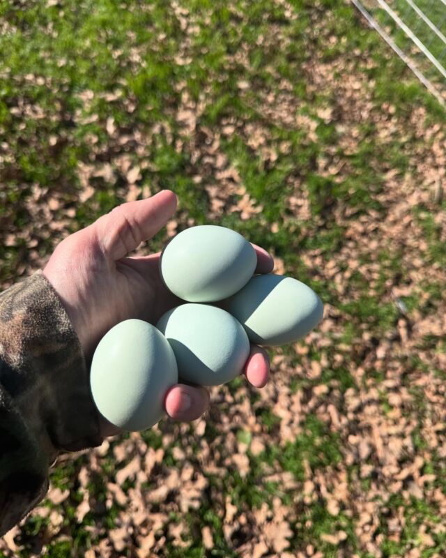 This hen lays beautiful eggs, but she likes to lay them in the goat barn! 🤪 🐓 #farmlife #freerange #freerangechickens