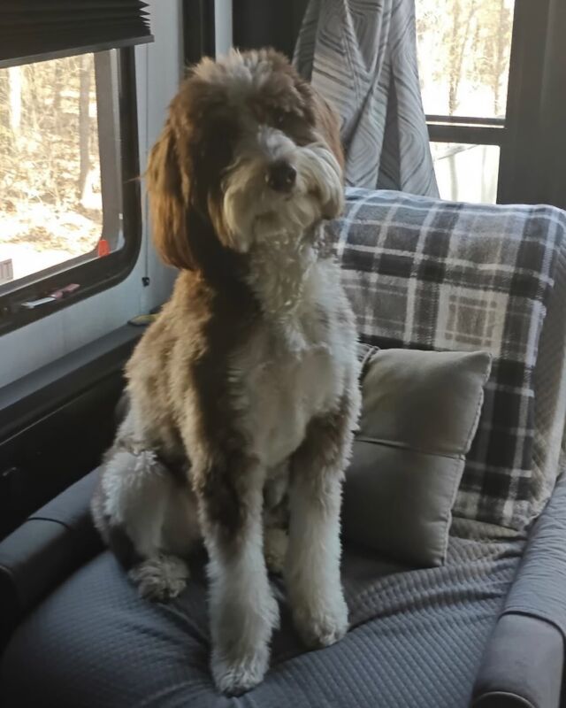 Bella the #bordoodle! She was from a Rosa X John Henry litter a few years ago. And guess what? She’s getting a new little brother - a mini-Aussiedoodle from Virgie’s current litter! #lostcreekbordoodles #lostcreekrosa