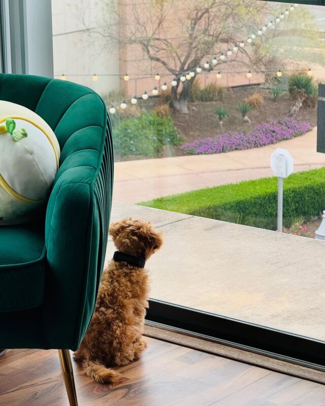 Chai! This little boy lives in Austin with his family and is doing great! What a cutie. He’s a Fay X Brandon mini-Goldendoodle. #lostcreekfay #lostcreekgoldendoodles #lostcreekminigoldendoodles #minigoldendoodle #minigoldendoodlesofinstagram #minigoldendoodlepuppy