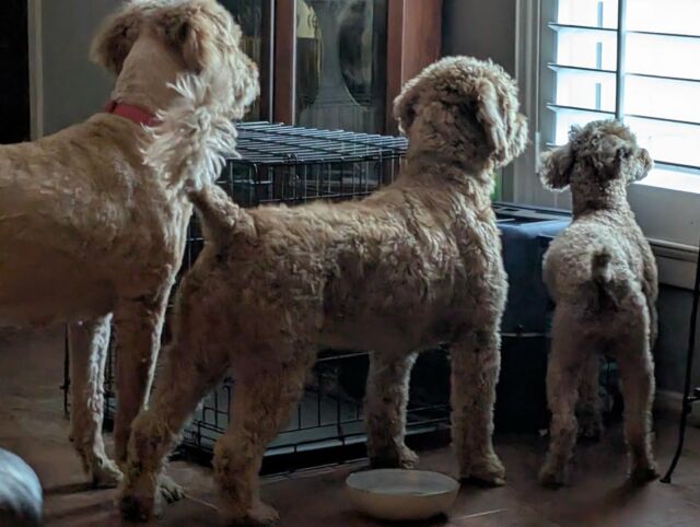 Little Brandon, one of our toy Poodle sires, down in Houston visiting a guardian family. From left to right…Dakota (a Bonnie X George Grimes F1 Goldendoodle), Avery (a Dakota X Brandon F1b Goldendoodle), and Brandon. YES, that’s an Avery with both her parents! #lostcreekbrandon #lostcreekgoldendoodles #goldendoodlesofinstagram #goldendoodles