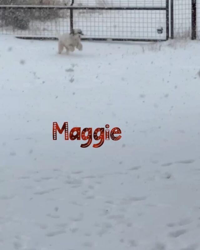 A few of rascals enjoying the snow today! (Some retired.) #farmlife