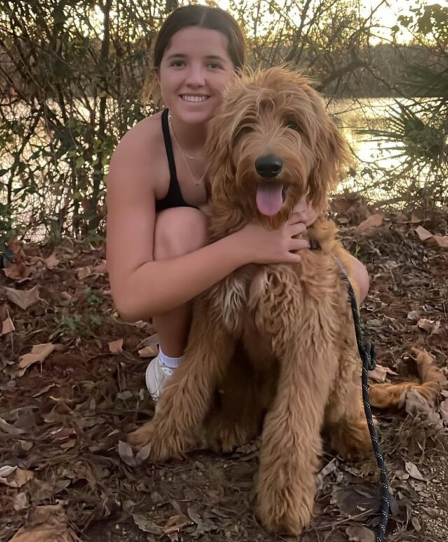 This is Goose with his big sister Olive! Goose is an F1 Goldendoodle from Sally X Cooper. Handsome boy!! He’s happy and living the good life down in Austin with his family! #lostcreeksally #f1goldendoodle #goldendoodles #lostcreekgoldendoodles #goldendoodle #goldendoodleofinstagram