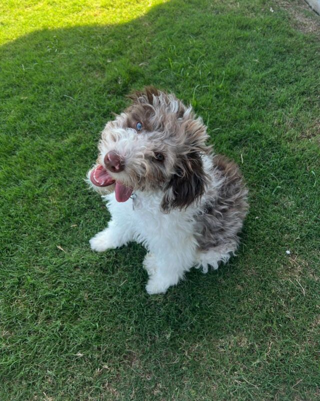 Murphy the Bordoodle! His momma told us Murphy has the sweetest and most gentle demeanor…and she has about a thousand pictures of him! Here are a few… #lostcreekbordoodles #merlebordoodles #lostcreekpatsy #bordoodle #bordoodlesofinstagram