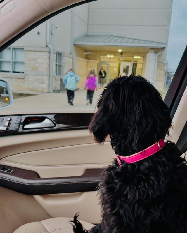 F1 Goldendoodle (Ruby X Uncle Jack) Aubrey, with her wonderful family. What a beauty! #lostcreekgoldendoodles #blackgoldendoodle #blackgoldendoodlesofinstagram #familydog #lostcreekruby