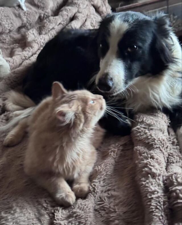 Dicey: “Fine, I will try to love the cat.” (At least while dad’s looking!) #lostcreekdicey #dogandcat #farmlife