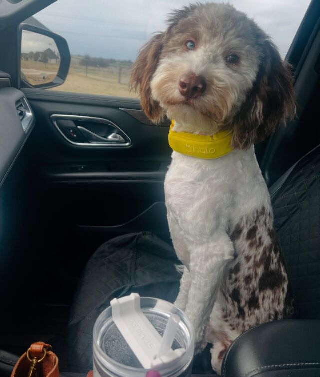 Murphy, the Australian Mountain Doodle! Ll. Handsome boy looking good after his shave! (Looking a lot like his dad, Uncle Jack.) He’s a #lostcreekmaggie puppy. Ask us about them! #lostcreekamds #australianmountaindoodle #handsomedog #blueeye #oneblueeye