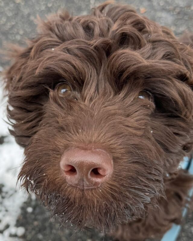 Theo, who lives with his family in New York, enjoying the snow. His momma says he’s so sweet…but sometimes they call him the “chocodile”! 😂 She said he’s very smart and doing great in canine kindergarten! He’s a Tequila X Uncle Jack F1b English Labradoodle. #lostcreektequila #lostcreeklabradoodles #labradoodle #labradoodlesofinstagram #doodlesofnewyork #ny #snowdog