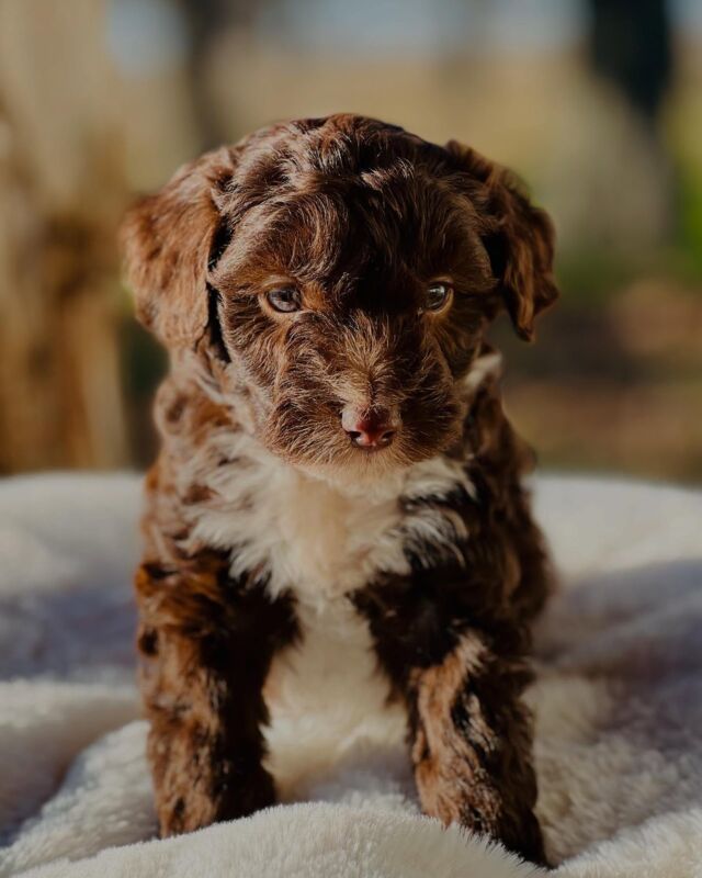 #miniaussiedoodle ! #lostcreekvirgie #miniaussiedoodlesofinstagram