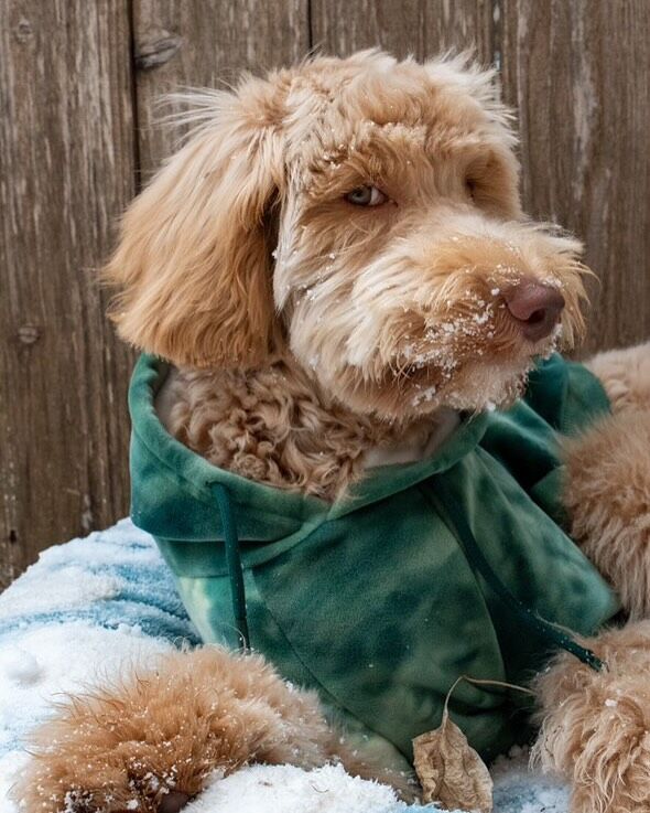 Goose! The F1 Goldendoodle, loves his family!!! What a handsome boy. He’s a Sally X Cooper puppy, and guess what? We’ll be having more soon! #lostcreeksally #f1goldendoodle #goldendoodle #goldendoodlesofinstagram