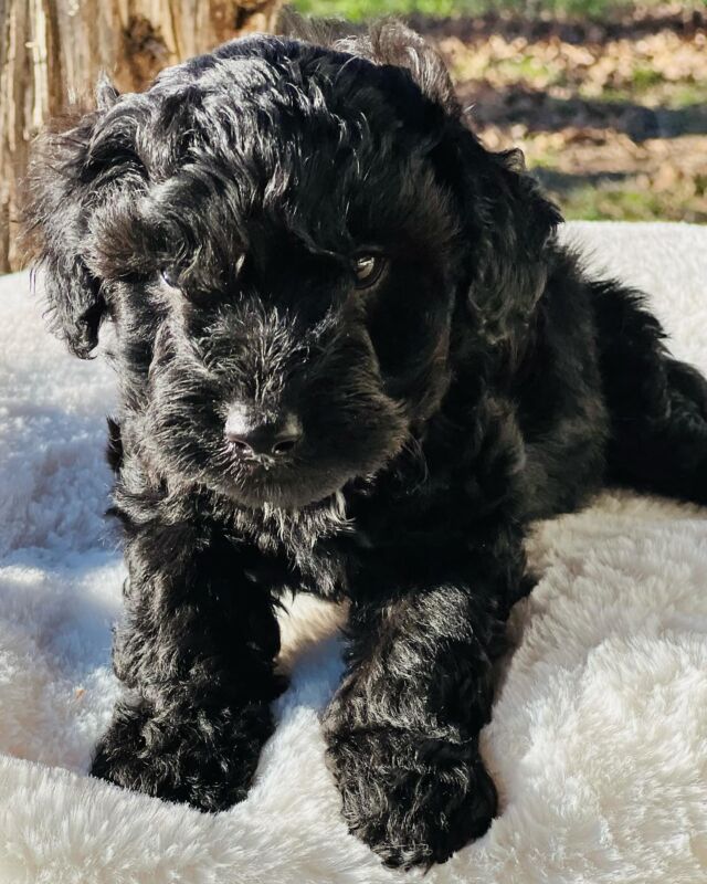 #miniaussiedoodle ! Playful, snuggly and smart!