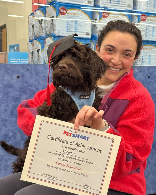 Congrats to Theo! Graduating from Canine Kindergarten! #lostcreektequila #lostcreeklabradoodles #f1blabradoodle #chocolatelabradoodle #dogsofny