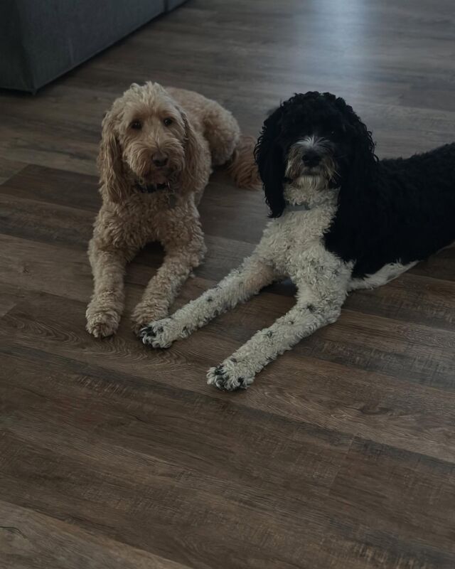 Darla and Mikey! Livin’ it up in #funkytown . #lostcreekgoldendoodles #goldendoodleofinstagram #goldendoodlelife