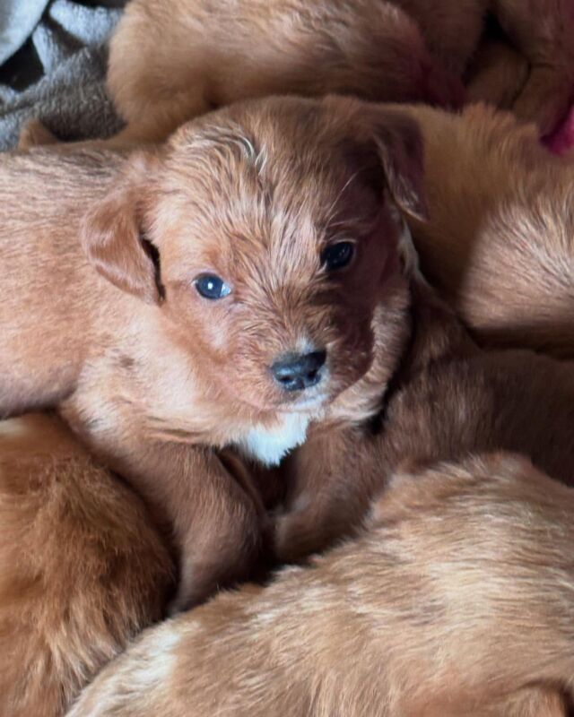 Fox-red English Labradoodles! #labradoodlesofinstagram #labradoodlepuppies #englishlabradoodles