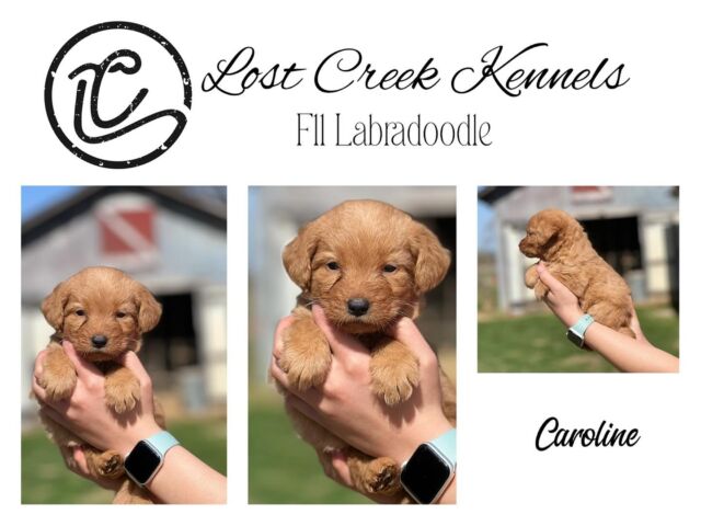 #lostcreeklabradoodles #labradoodle #labradoodlepuppies #labradoodlepuppy